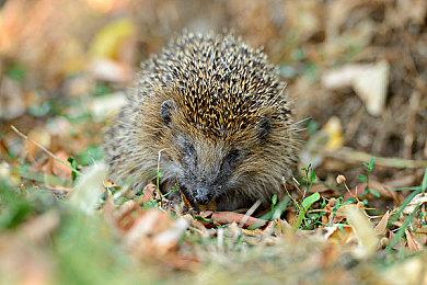 3DM速报：小岛工作室开拓电影电视 腾讯注册《碧蓝幻想》中文域名